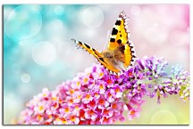 Farebný obraz s motýľom zs29195